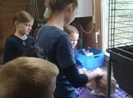 Vaccination af 32 kaniner hos fritidsklubben Hampen