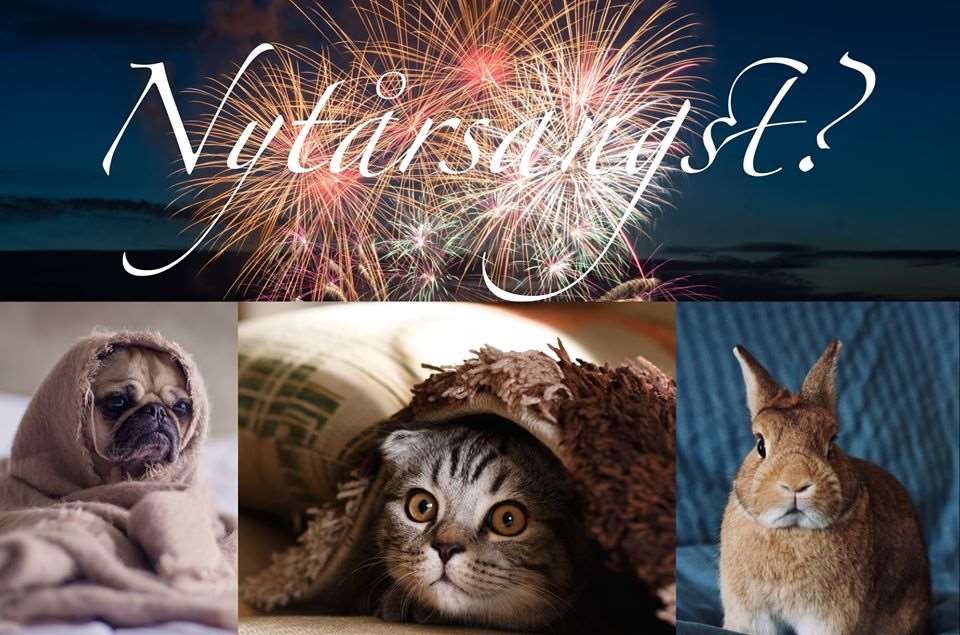 nytårsangst hos hund og kat