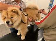 laserterapi til hunde